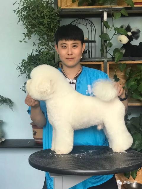 代养宠物是什么意思