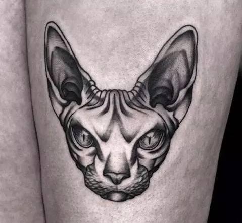 纹身素材斯芬克斯猫