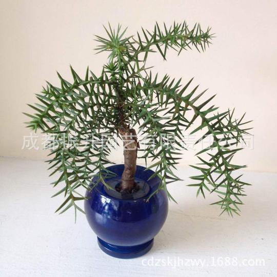 花之天使无土栽培花卉车栽植物干净环保易养加盟代理创业