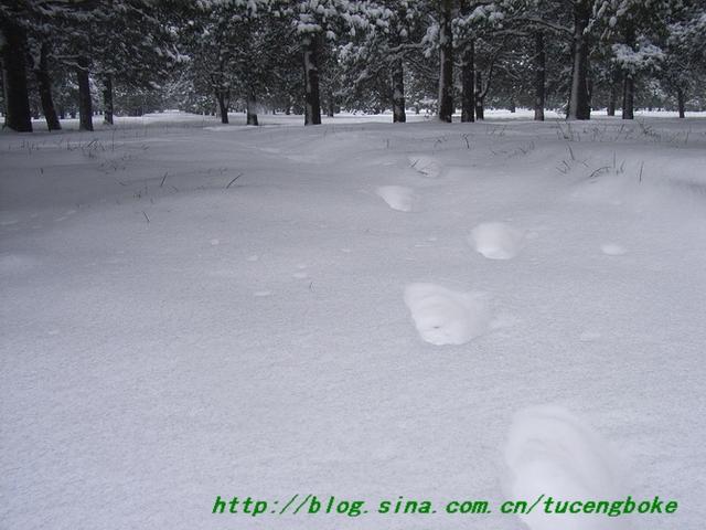 下雪了景色好美说说