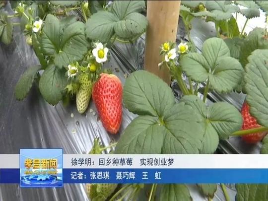 徐学明:回乡种草莓实现创业梦