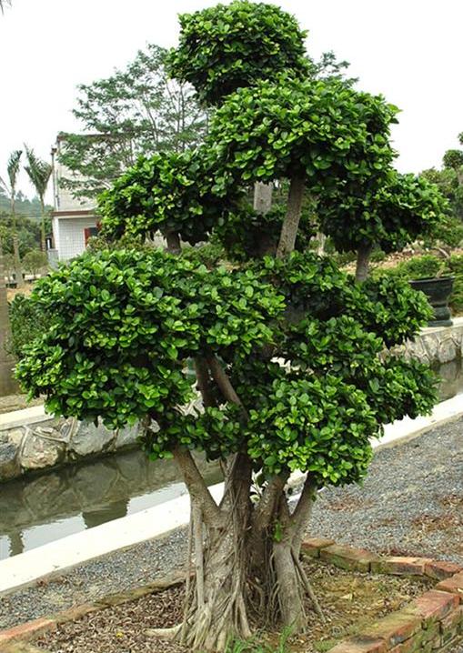 盆景盆栽树植物榕树509_720竖版竖屏