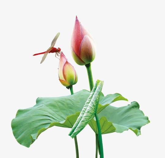 荷花上的蜻蜓免抠素材免费下载_觅元素51yuansu.com