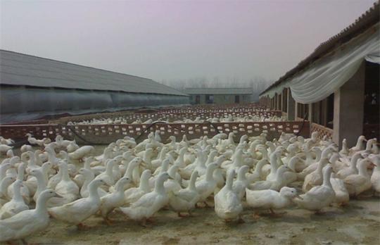 2019养肉鸭赚钱吗?2019年肉鸭养殖效益分析