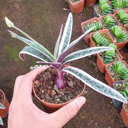 油点百合锦好养易活多肉植物创意稀缺趣味冷门块根绿植花卉小盆栽