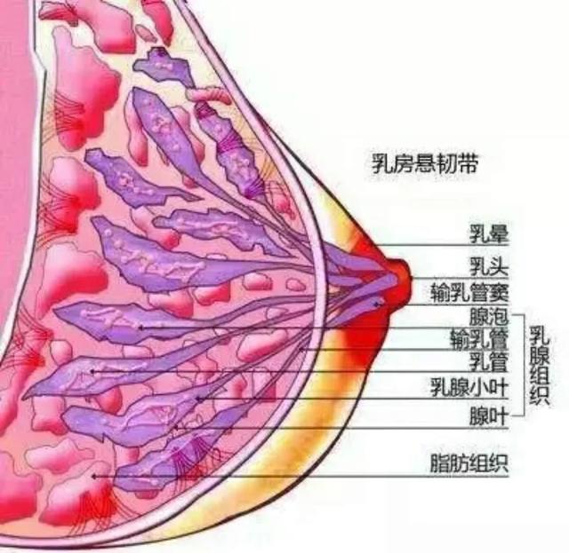 不戴文胸可以预防乳腺癌吗