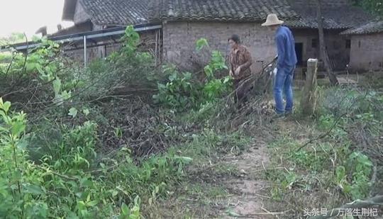 农村致富的小项目,月入10万的小生意