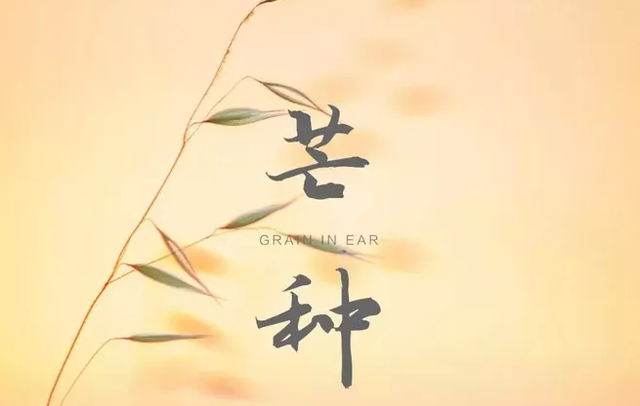 芒种节气到来