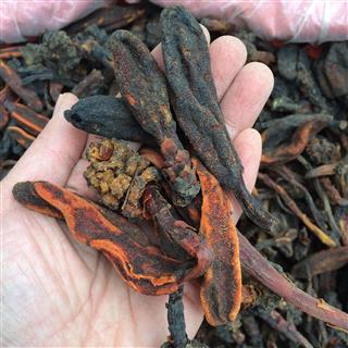 广西壮乡中草药野生草苁蓉顶天柱不老草回春草壮阳草不老根