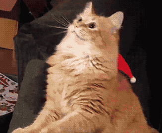 抖音五只猫摇头表情包