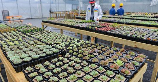 浙江慈溪:大学生创业办起"多肉植物大棚"