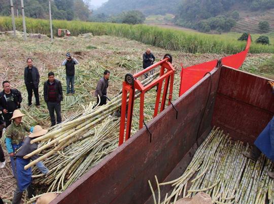 农村经济新型农业机械甘蔗装载机的发明旨在解放甘蔗装车的生产力