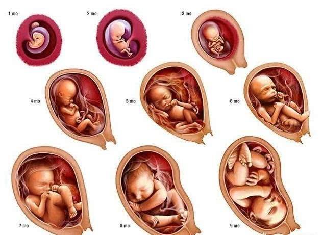 十月怀胎过程简笔画图片