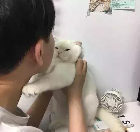 猫咪天生一副嫌弃脸，看得人怀疑人生！
