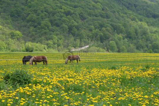 绿色农场美景