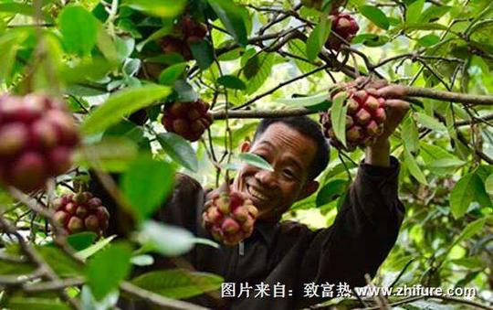 布福娜种植是不是骗局?