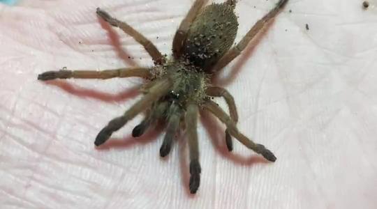 捕鸟蛛幼体，不知道什么品种养了一段时间了，今天换土拍几张照片看看，差点暴走⊙ω⊙