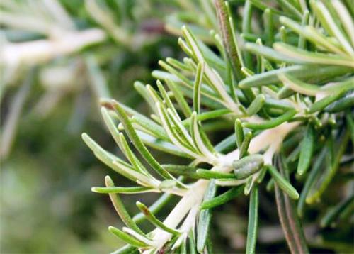 主页创业项目花卉苗木迷迭香有哪些价值?2019种植创业前景如何?
