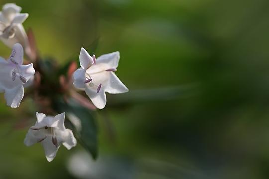 小白花糯米条拍摄练习