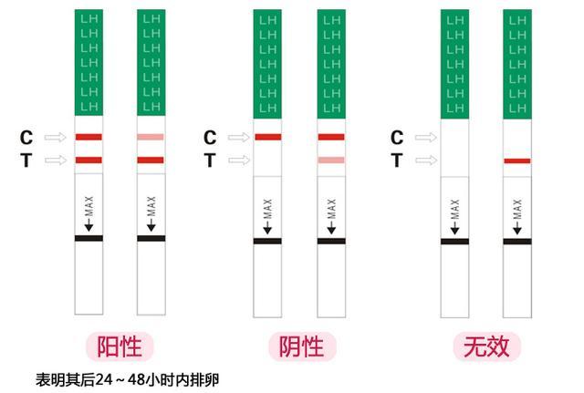 怎么计算自己的排卵期?