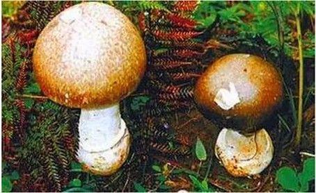 有毒野生菌种类一览