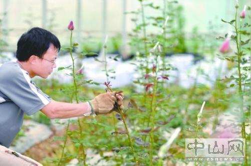 民众新建村的大学生农业创业孵化基地内,何家良种植的两亩玫瑰地