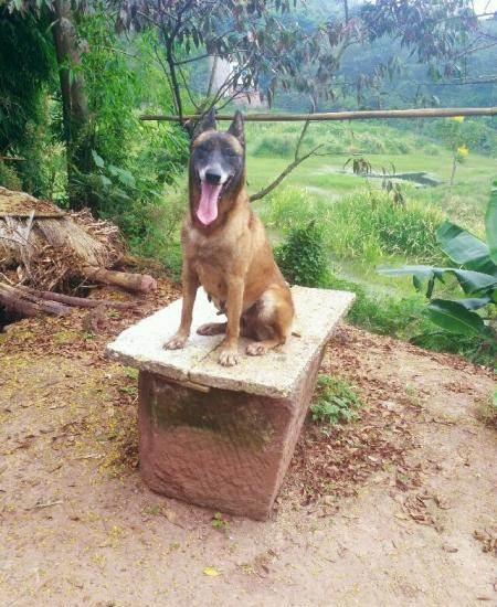 自己家马犬小狗可以出窝了哈
