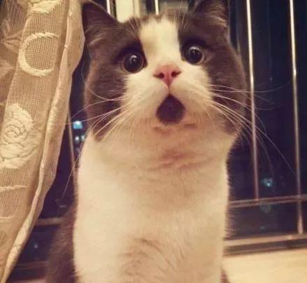 房东的猫咪:老赖们,抖音新技能了解下!