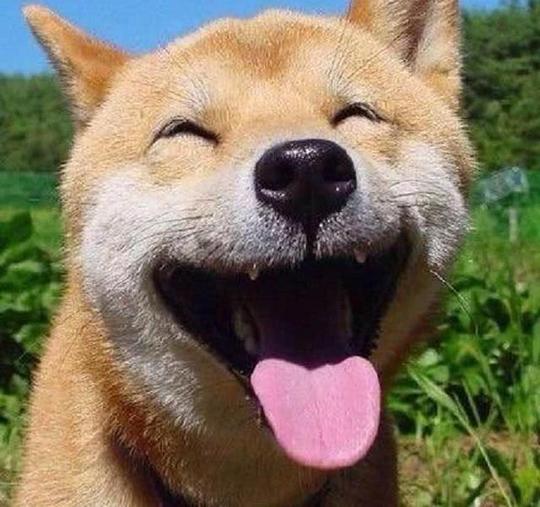 秋田犬看见医生傻笑，一针扎下去它更开心了，与众不同的狗!