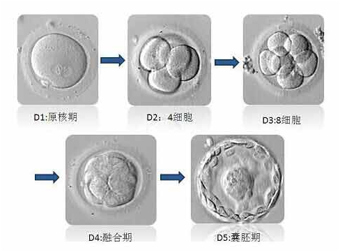 试管鲜胚和囊胚的区别