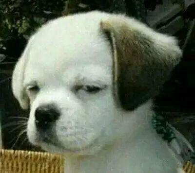 怀孕初期对气味特别敏感怎么办