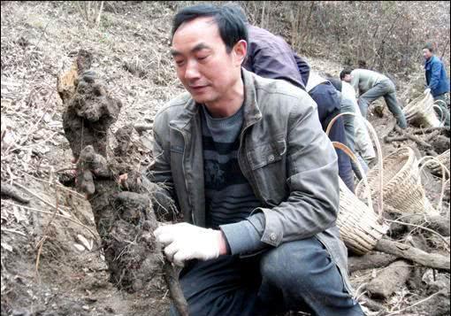 农村这两种超霸气的农作物,年收入三五十万,却没人敢种,为啥?
