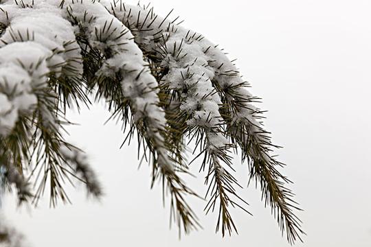 雪_下雪_植物_图片大全—全景创意图库（quanjing.com）中国领先的正版图片视频素材网站
