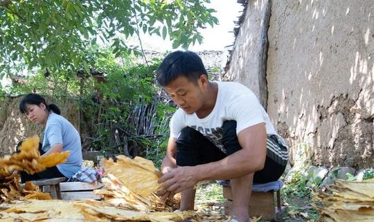 适合夫妻的小生意(农村小夫妻靠黄金叶年入20万)