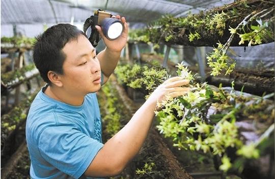 大学生回乡创业坚持生态种植法