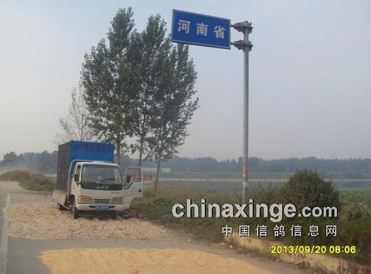 90公里放飞视频-山东菏泽牡丹赛鸽俱乐部-中国信鸽网