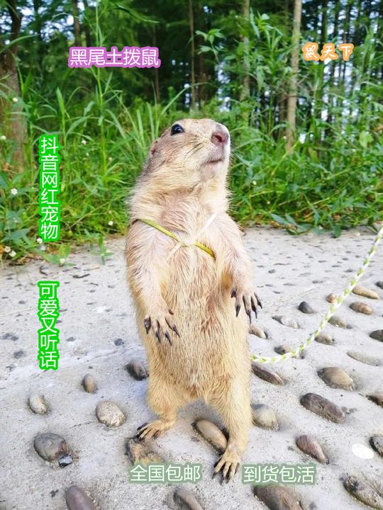 活体宠物黑尾土拨鼠幼崽抖音网红进口黑尾土拨鼠北美异宠活物包邮