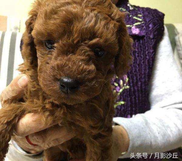 一周半宝宝断奶食谱