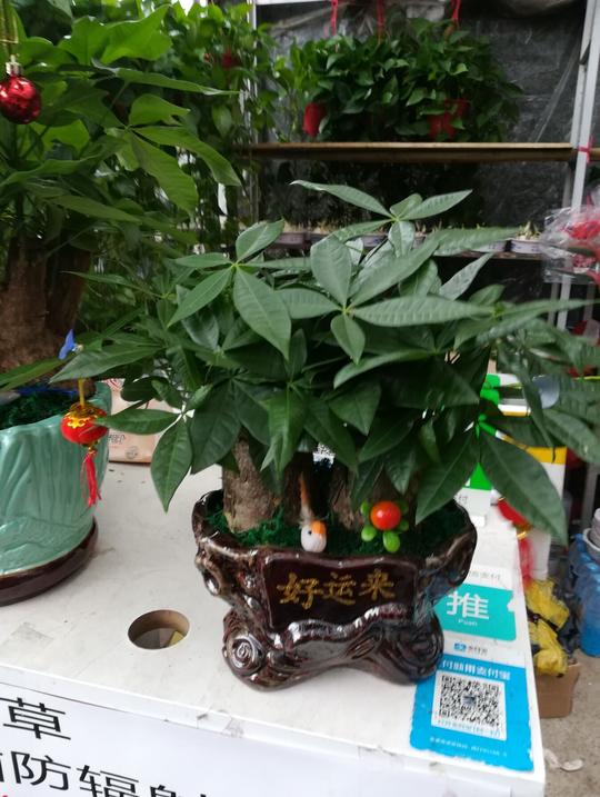 生意兴隆好运来发财树盆栽植物室内办公室客厅开业盆景中型绿植