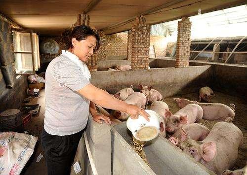 农民工返乡创业养殖，为何大多数都亏本？
