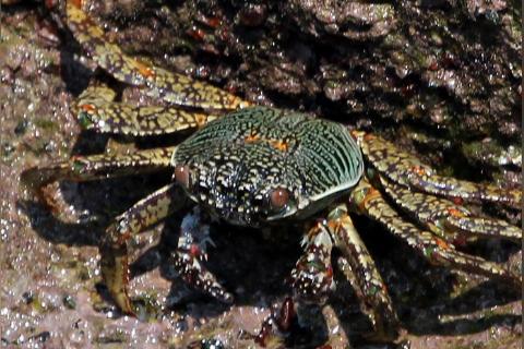 海螃蟹啥時候最肥美呢？一年有幾幾次？公蟹母蟹肥季有區別嗎？
