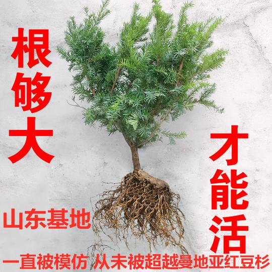 红豆杉盆栽曼地亚红豆杉树苗正宗盆景植物室内绿植吸甲醛结果地栽