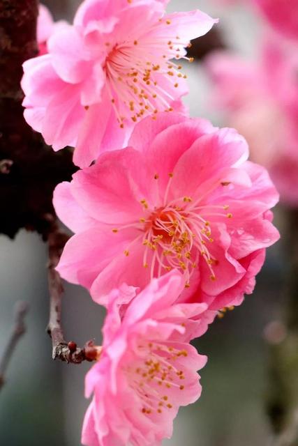 春天赏花的心情句子唯美