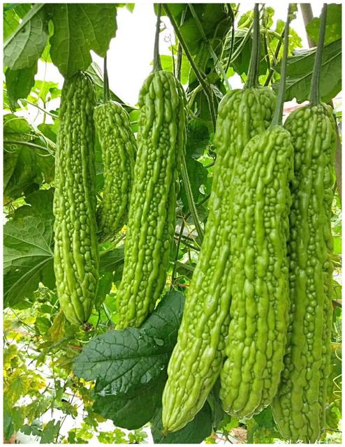 苦瓜骨头汤清热去火推荐3种做法