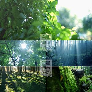 a09大自然园林绿色树林清爽森林公园风景夏天清晨光线视频素材