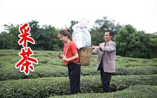 农村赚钱太不容易了，两个人采了一下午的茶，看看能卖多少钱?