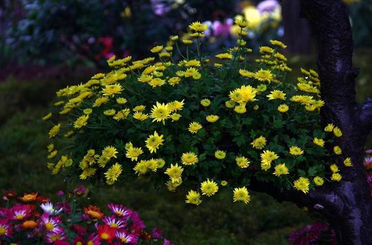 燕郊植物园菊花展拍摄活动