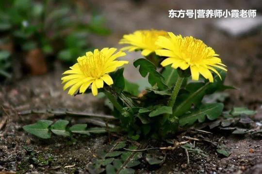 现代研究发现,蒲公英可拮抗素所致的肝细胞溶酶体和线粒体的损伤,解除