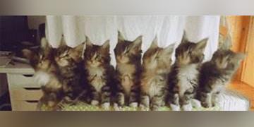 抖音五只猫摇头表情包