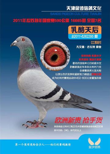 【天津市信鸽】长尾关键词有什么